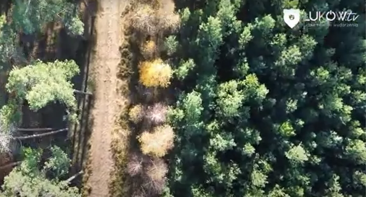  Nadleśnictwo Łuków zaprasza na jesienny spacer po Jacie,