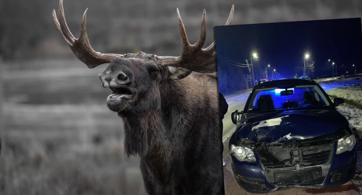 Dramatyczne spotkanie z łosiem na Międzyrzeckiej w Łukowie! Auto rozbite, zwierzę uśpione