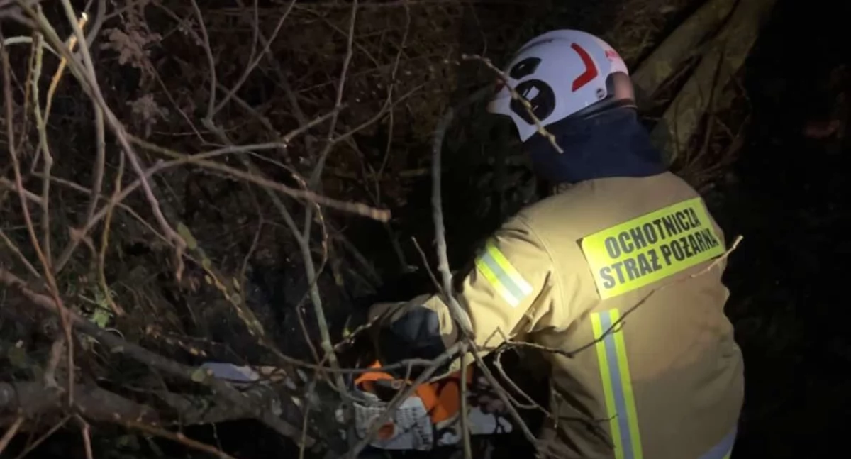 Szybka akcja OSP Krynka: Drzewo nad jezdnią usunięte w mgnieniu oka!