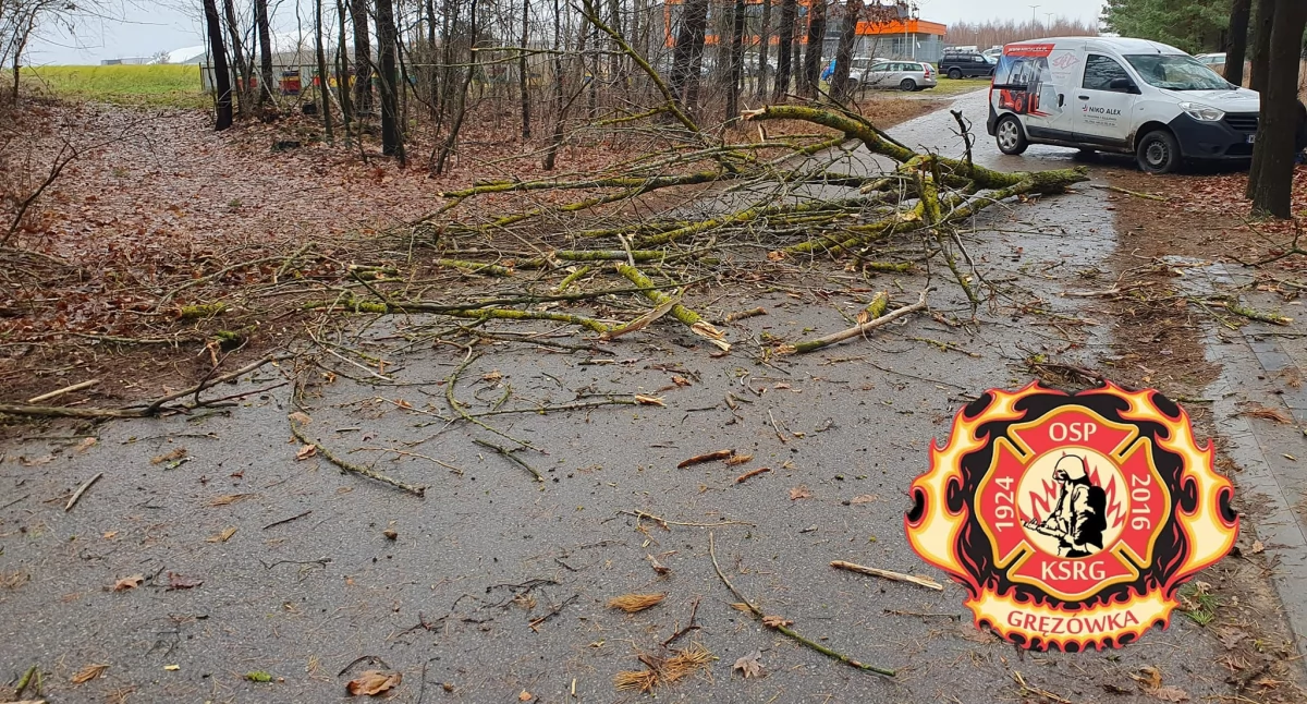 Silny wiatr w Gręzówce powalił drzewo! Interwencja strażaków