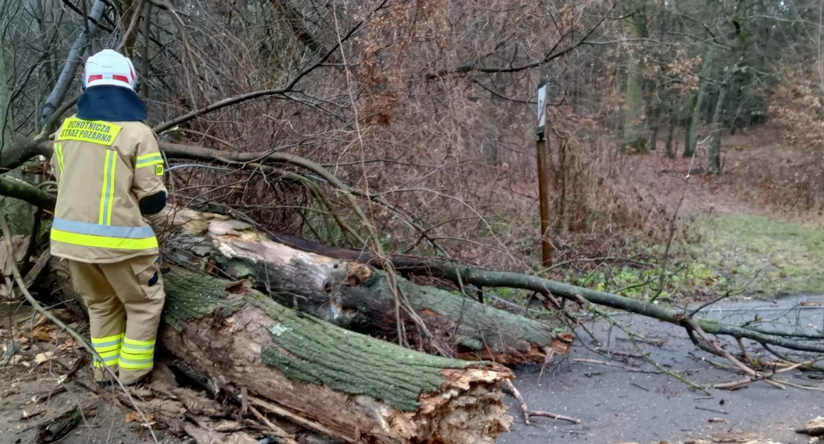 Silny wiatr stwarza zagrożenie – interwencja OSP Serokomla