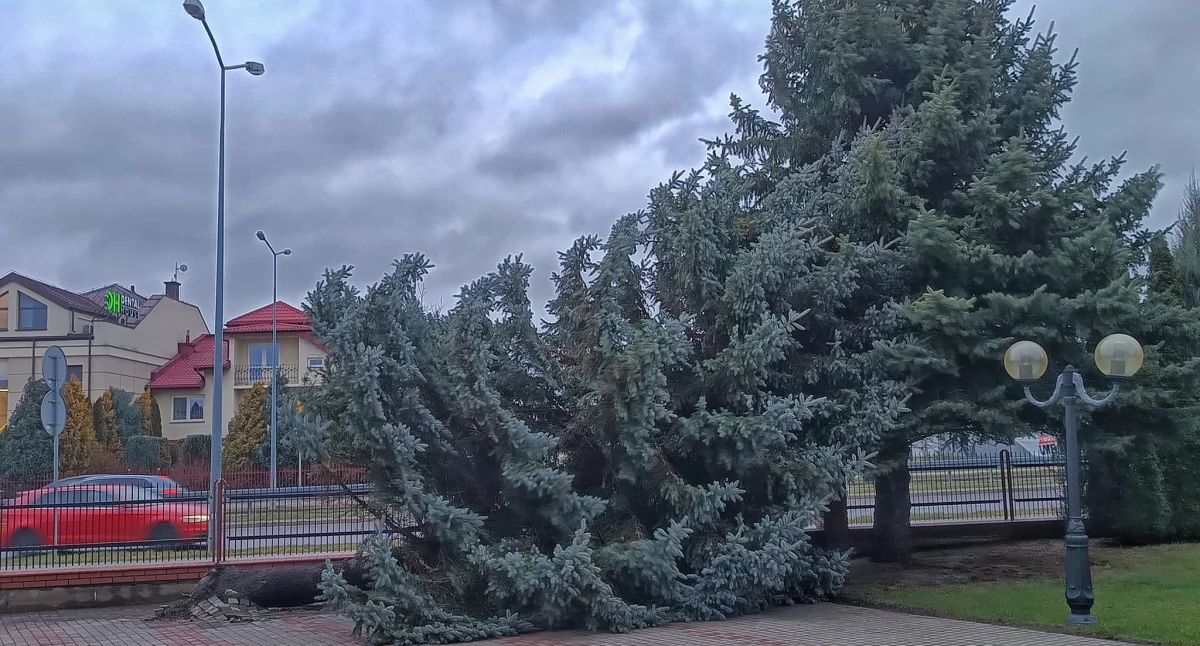 Świerk przewrócony przez wichurę przed kościołem św. Brata Alberta w Łukowie