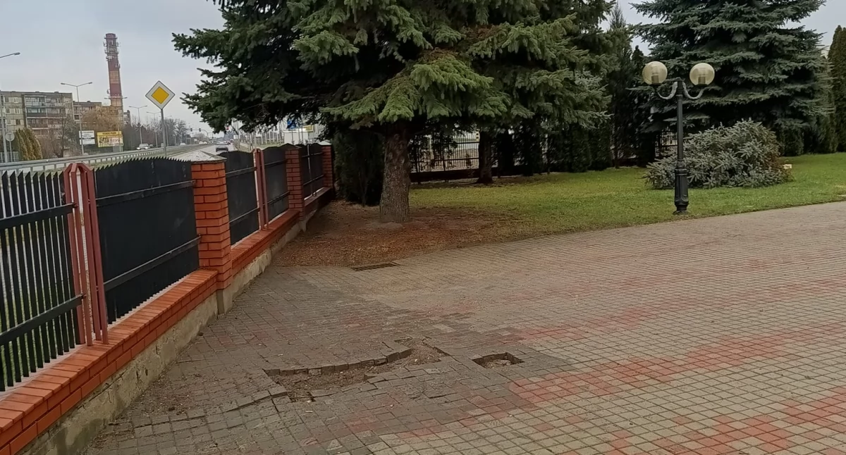Świerk przed kościołem Św. Brata Alberta w Łukowie już uprzątnięty. Parafia dziękuje mieszkańcom!