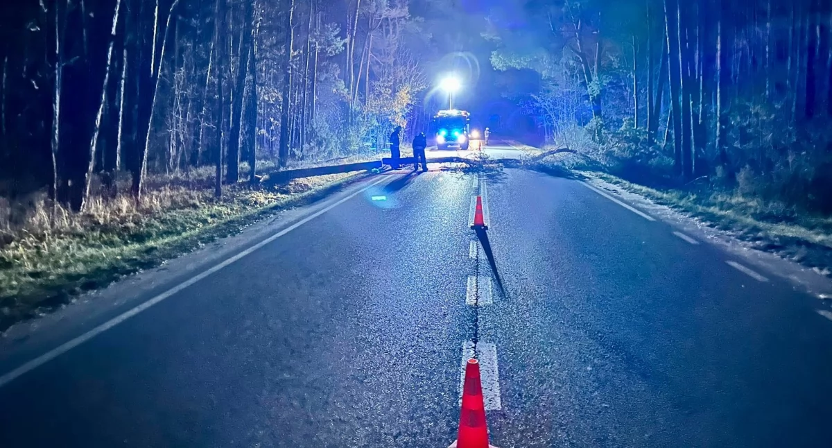 Interwencja strażaków w Starej Wróblinie. Powalone drzewo sparaliżowało drogę!