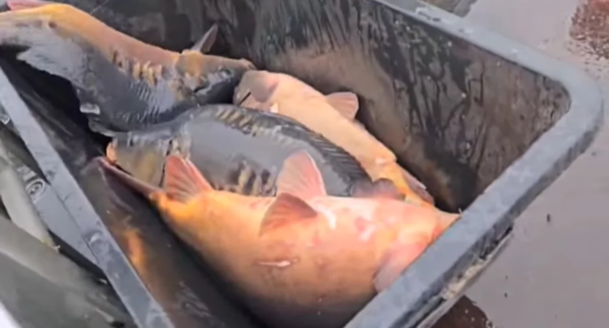 Grube karpie w Łukowie! Wędkarze będą zachwyceni nowym zarybieniem wód [WIDEO]