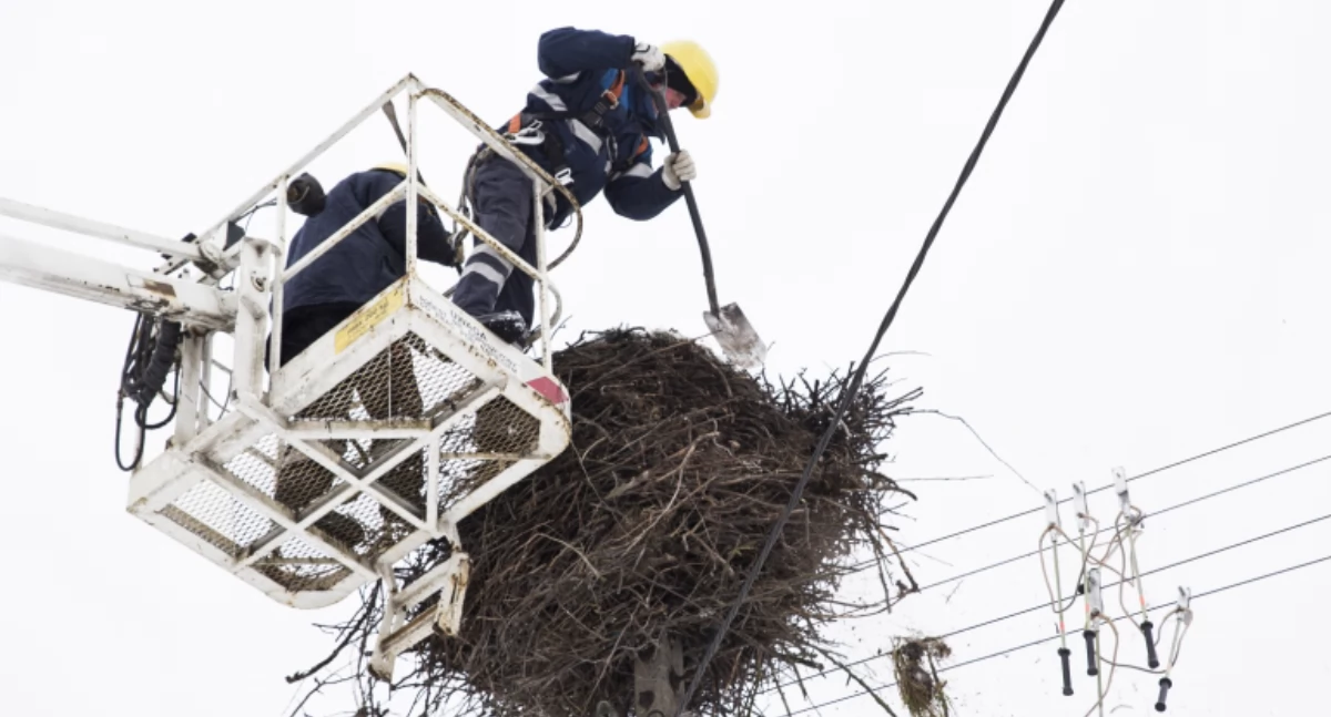 PGE montuje gniazda dla bocianów. W tej miejscowości w czwartek nie będzie prądu