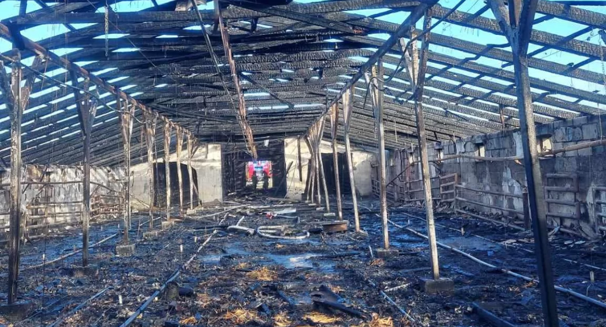 Dach runął, tysiące kurcząt spłonęły – przerażające zdjęcia z pożaru kurnika w okolicy Radzynia Podlaskiego
