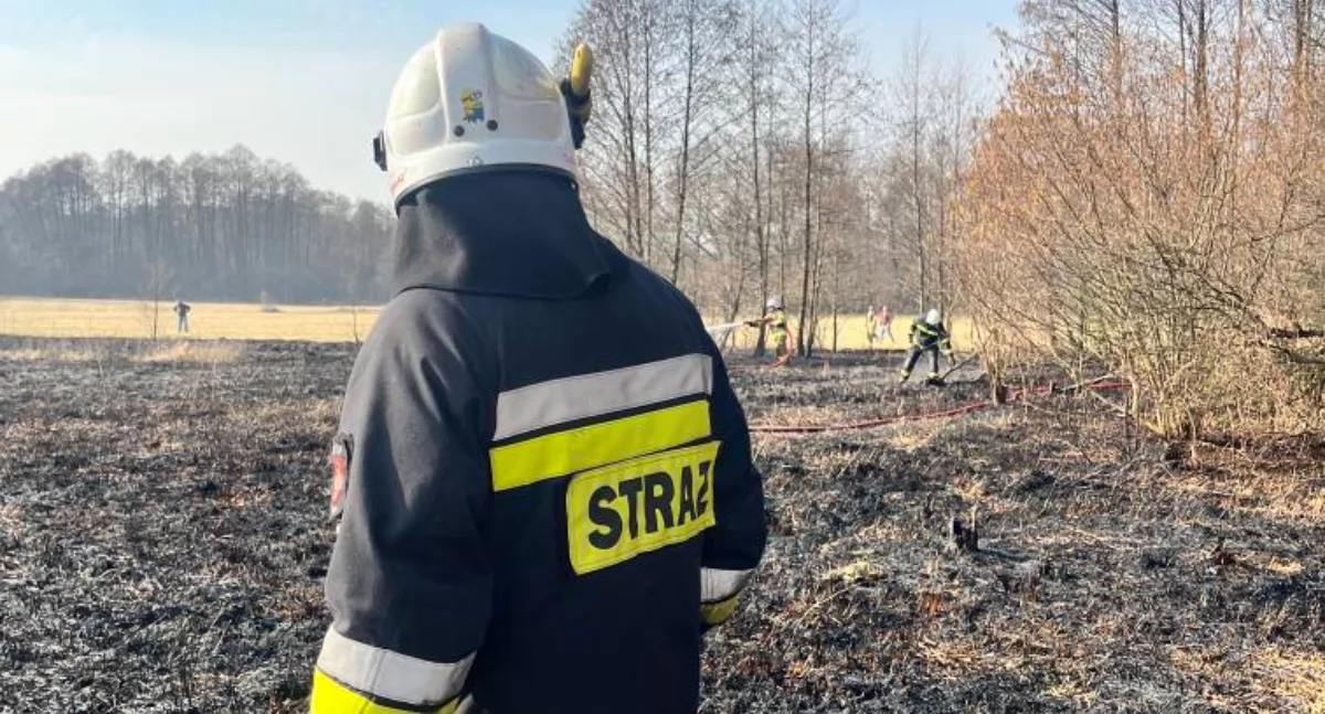Groźny pożar w gminie Stanin! Ogień strawił nieużytki rolne w Józefowie