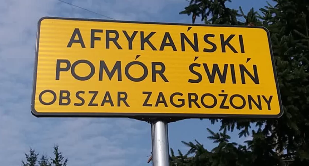 ASF u dzików w gminie Wojcieszków! Służby w gotowości, las objęty nadzorem