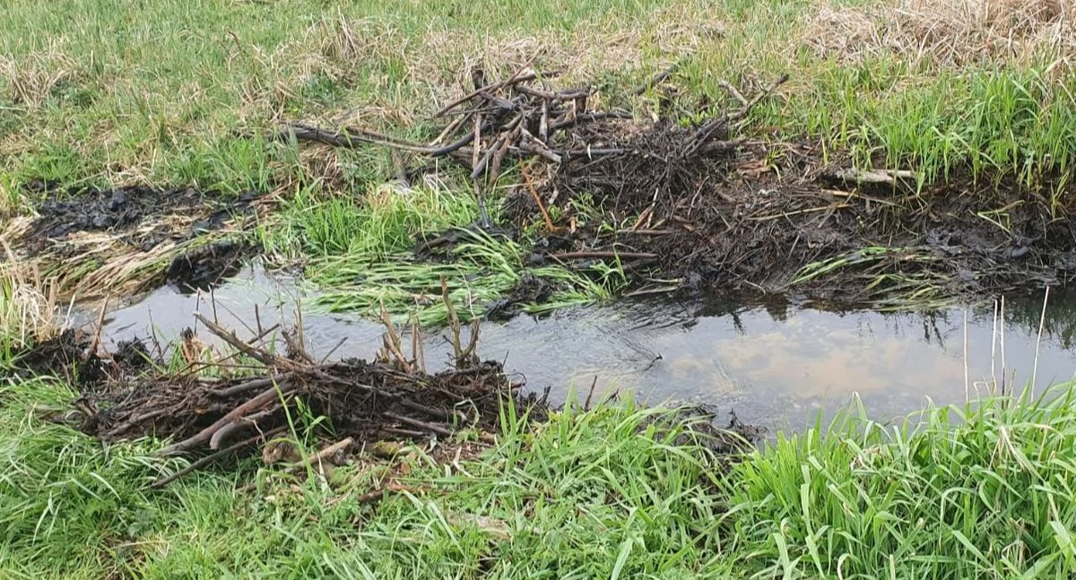 37-latek ukarany za zniszczenie tamy bobrów! „Bo woda zalała łąkę”