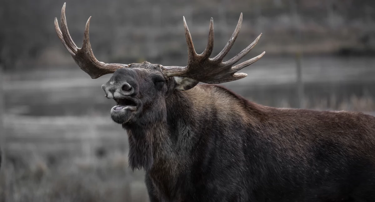 Zderzenie z łosiem w Krzywdzie! 19-latka w Mazdzie miała ogromne szczęście