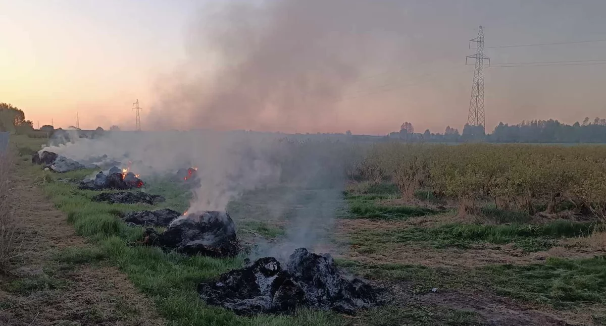Pożar w Dąbiu? Okazało się, że to kontrolowane zadymianie plantacji borówek