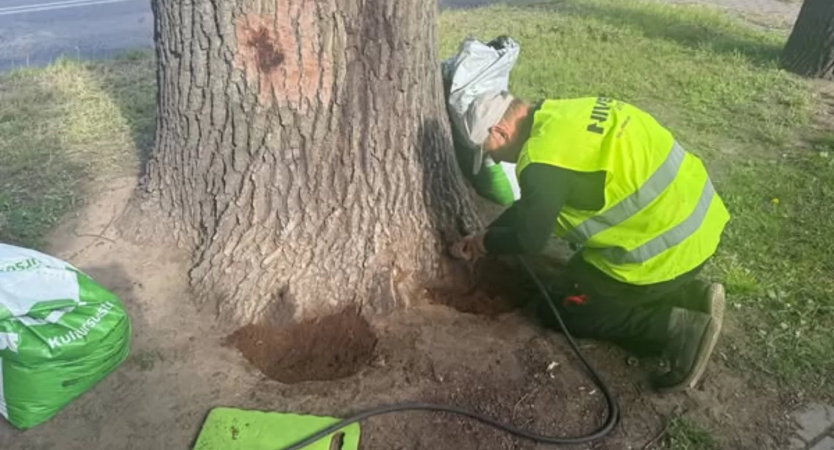 Zatruty dąb w Łukowie. ZDP ratuje cenny okaz