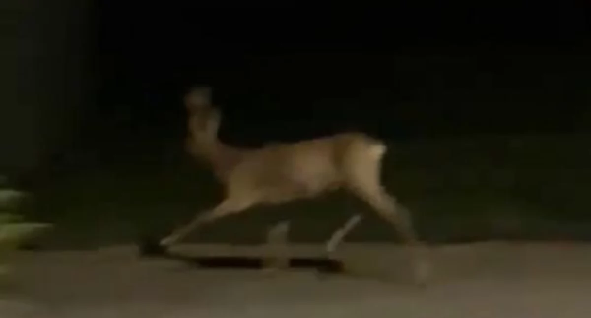 Sarny wtargnęły na posesje w Łukowie! Zaskoczeni mieszkańcy ulicy Horeszki nagrali wszystko - MAMY WIDEO