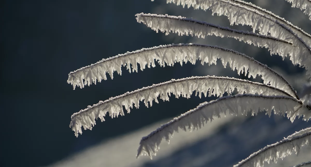 Nocne przymrozki w powiecie łukowskim – nawet do -3°C przy gruncie!