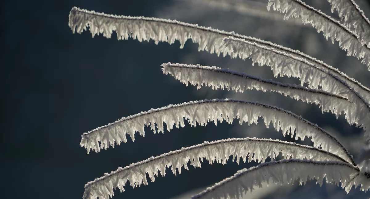 Niebezpieczny spadek temperatury! Przymrozki wracają do powiatu łukowskiego – sprawdź szczegóły
