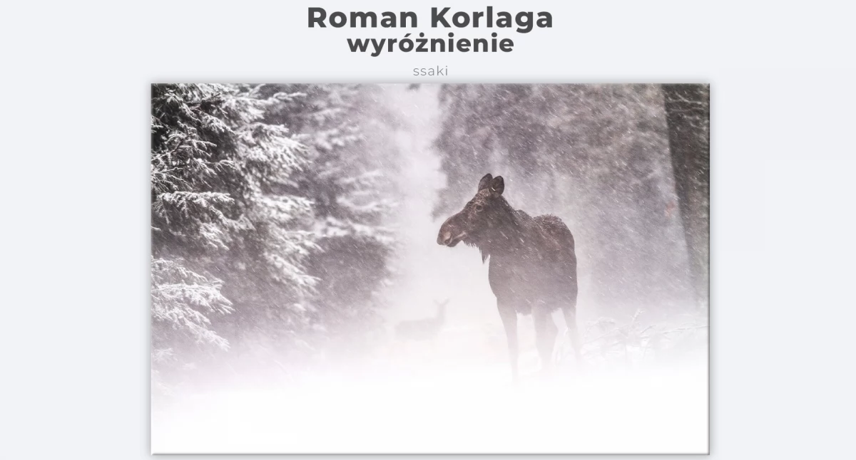 Fotograf Roman Korlaga wyróżniony przez Związek Polskich Fotografów Przyrody (ZOBACZ FOTO)