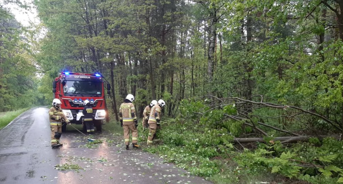 Drzewo zatarasowało jezdnię w Okrzei. Poranny wyjazd strażaków po nocnej nawałnicy