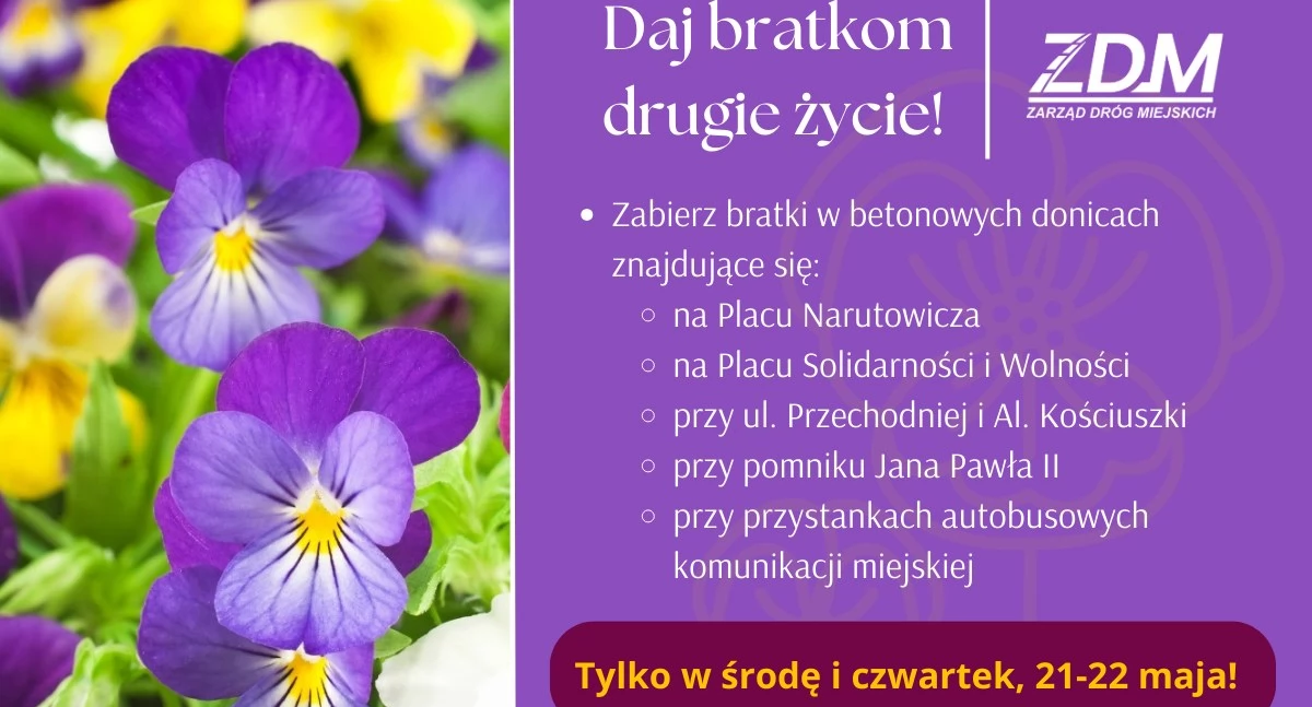 Mieszkańcy Łukowa mogą zabrać bratki za darmo – tylko przez dwa dni!