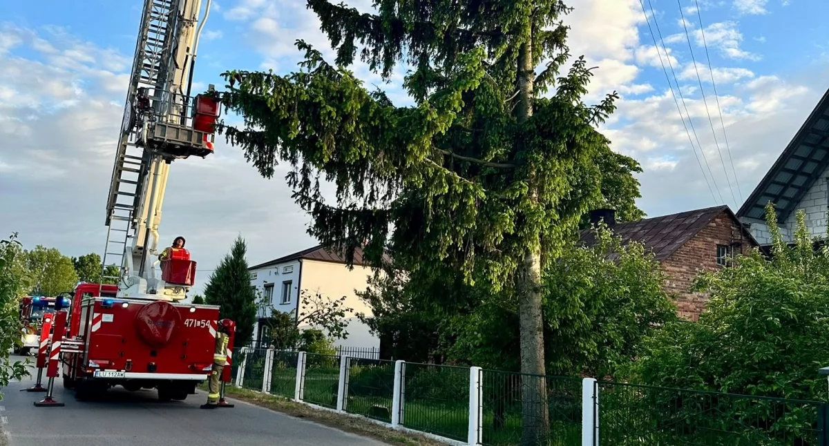 Pochylone drzewo zagrażało budynkom w Tuchowiczu – szybka interwencja straży pożarnej zapobiegła tragedii