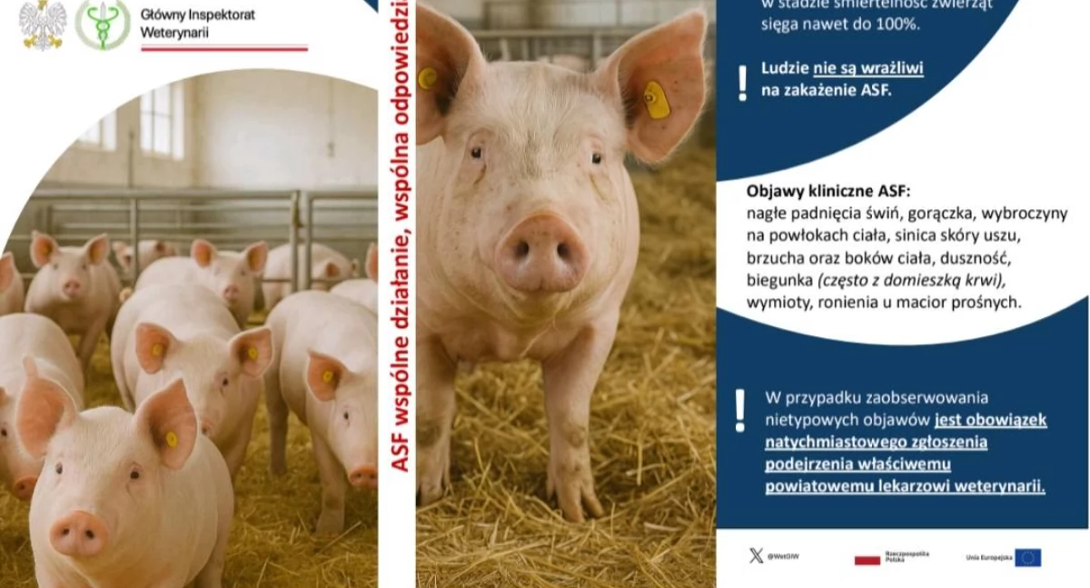 ASF znów zagraża hodowlom! Powiatowy lekarz weterynarii apeluje do rolników o przestrzeganie zasad bioasekuracji