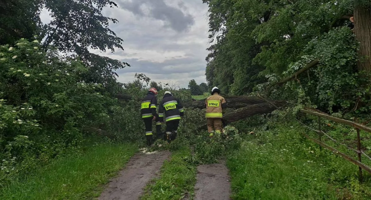 Poważne utrudnienia w Krzówce. Strażacy usuwali powalone drzewo z drogi po burzy