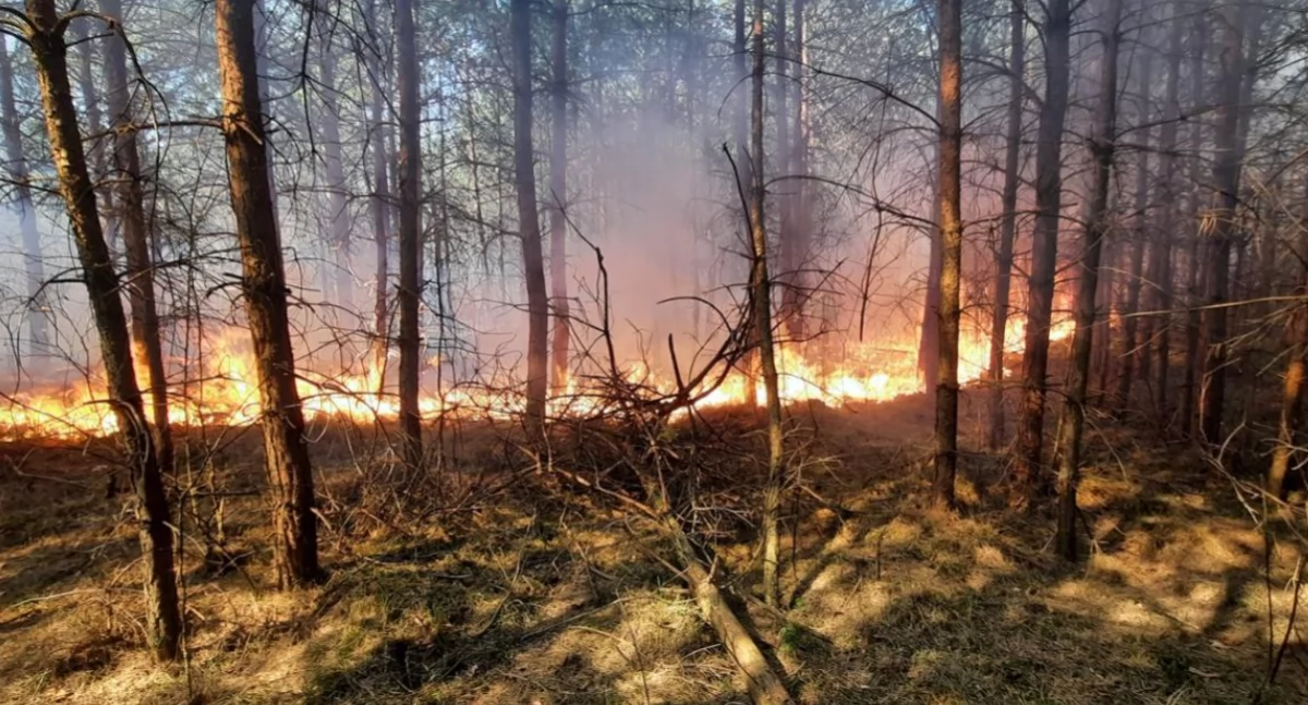 Skrajne zagrożenie pożarowe w lasach Lubelszczyzny. Alert RCB obejmuje powiat łukowski