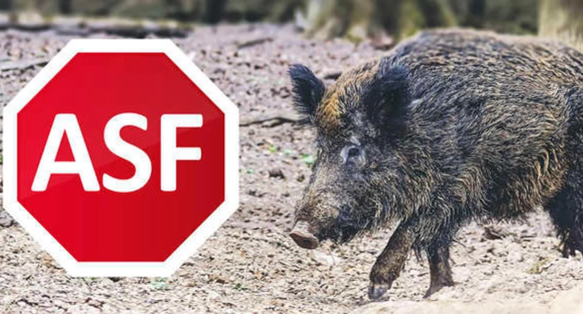 ASF tuż za granicą powiatu. Powiatowy Lekarz Weterynarii w Łukowie apeluje do hodowców świń