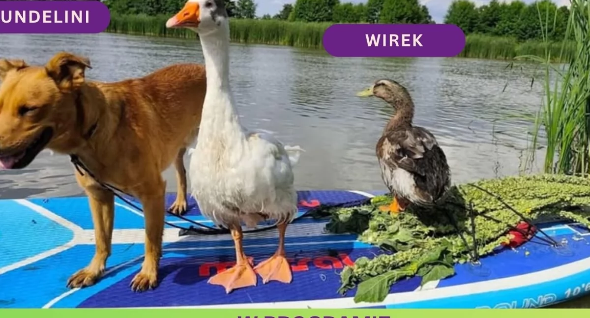 Pies, gęś i kaczor zapraszają na śniadanie. Takiej akcji charytatywnej jeszcze nie było!