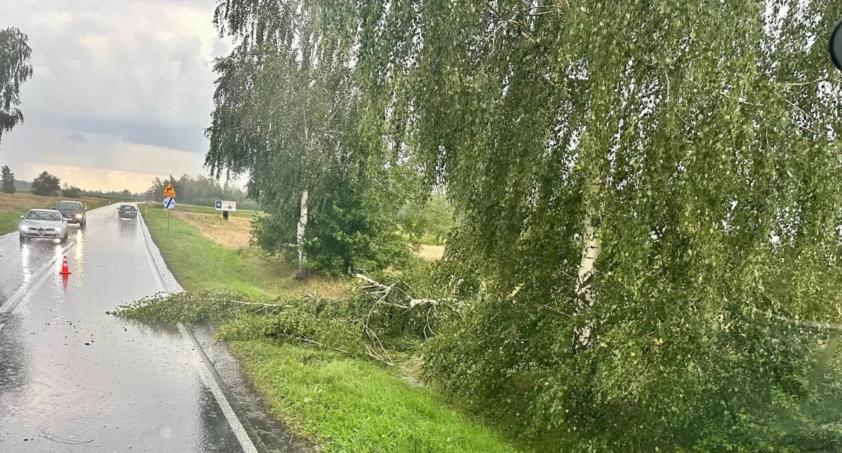 Gałąź zatarasowała drogę. Interwencja strażaków z Tuchowicza po ulewie