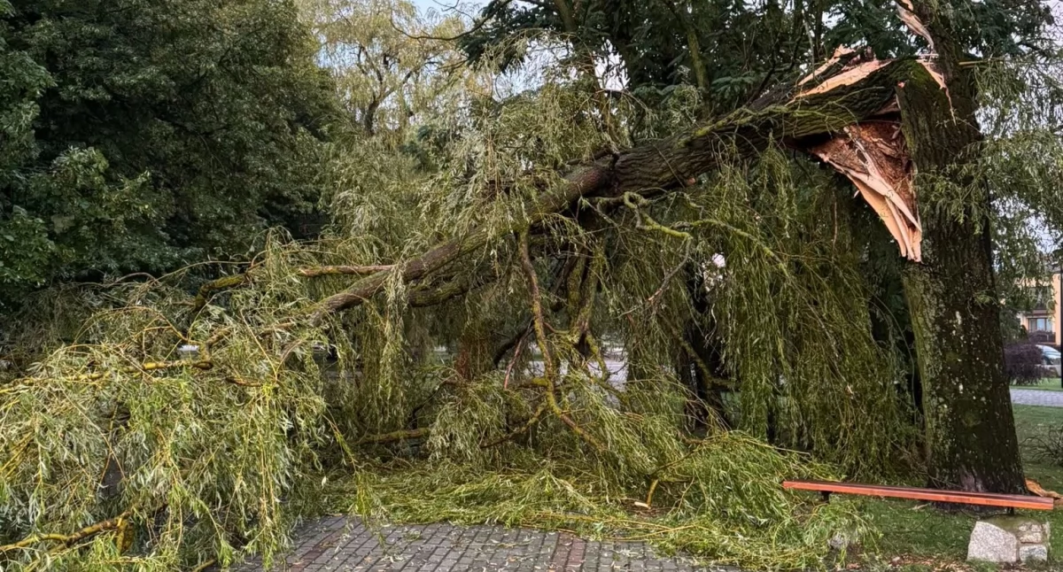 Silny wiatr powalił drzewo w Adamowie. Interweniowali strażacy z OSP