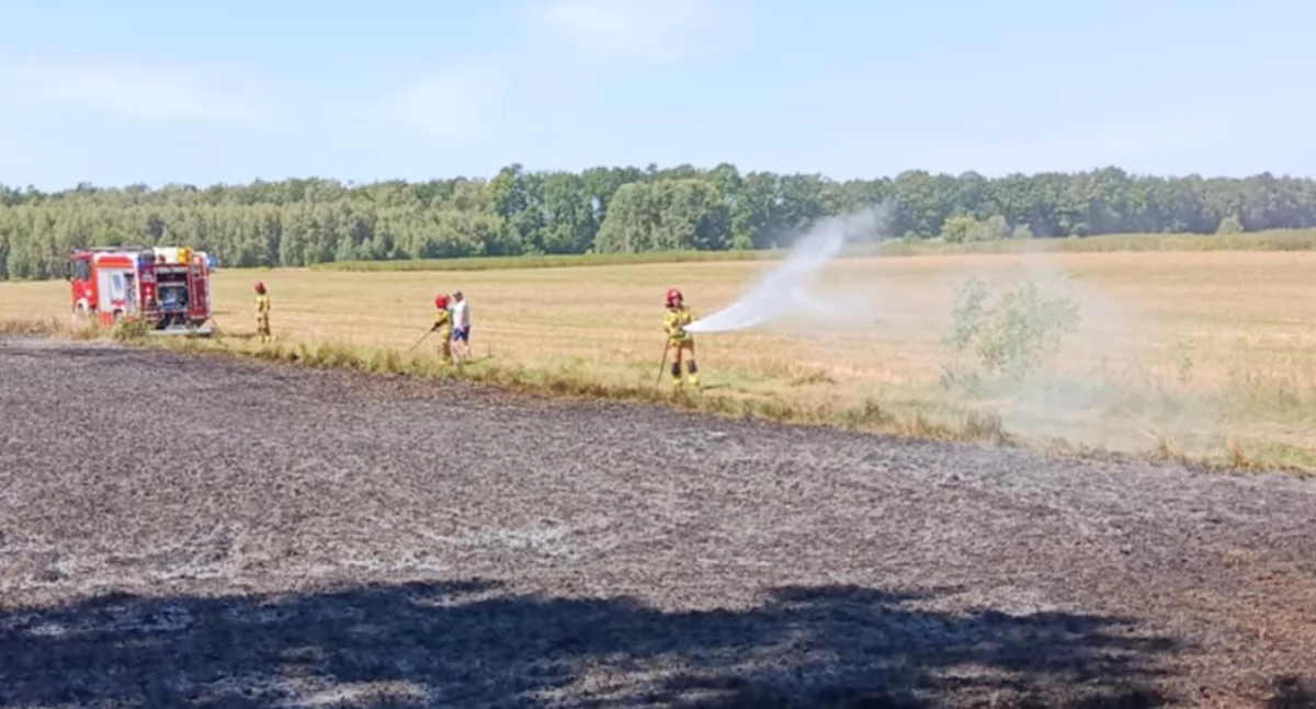 Pożar zboża na trasie Adamów–Konorzatka. Strażacy szybko opanowali ogień