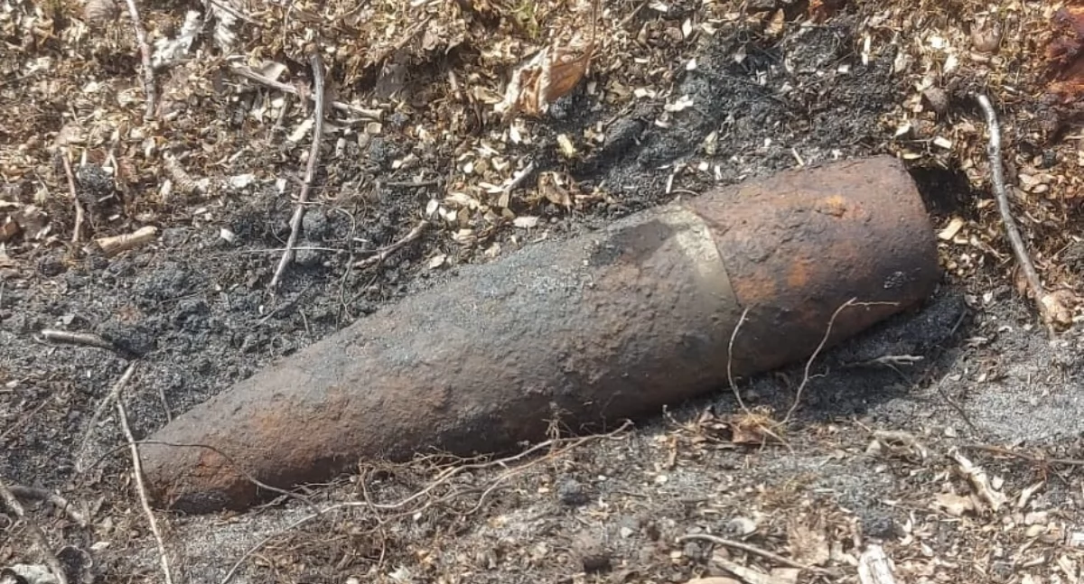Groźne odkrycie pod Radzyniem Podlaskim. Pocisk z czasów wojny znaleziony w lesie