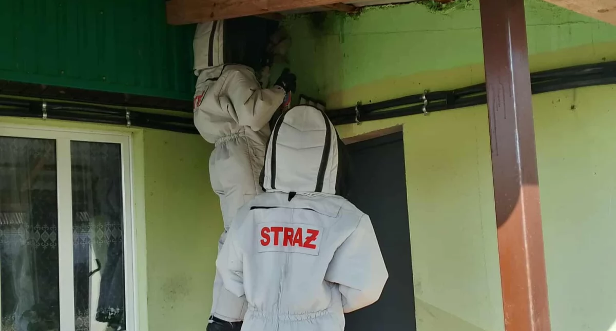 Szybka interwencja OSP Burzec: Osy usunięte z posesji w Siedliskach