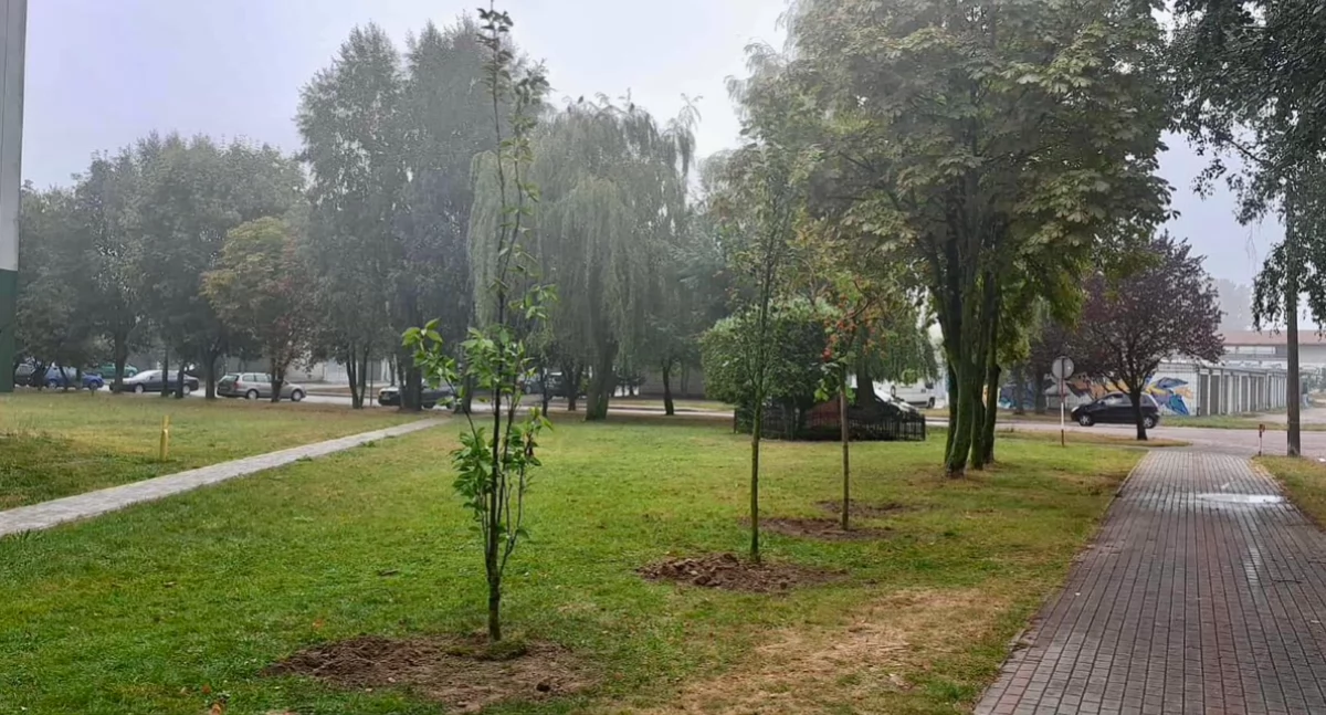 Nowe drzewa na osiedlach w Łukowie. Spółdzielnia sadzi 31 sztuk