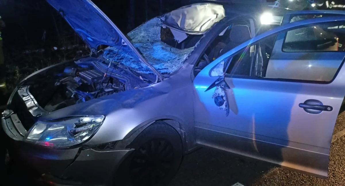 Łoś wpadł na jezdnię prosto pod skodę. Skutki wyglądają dramatycznie