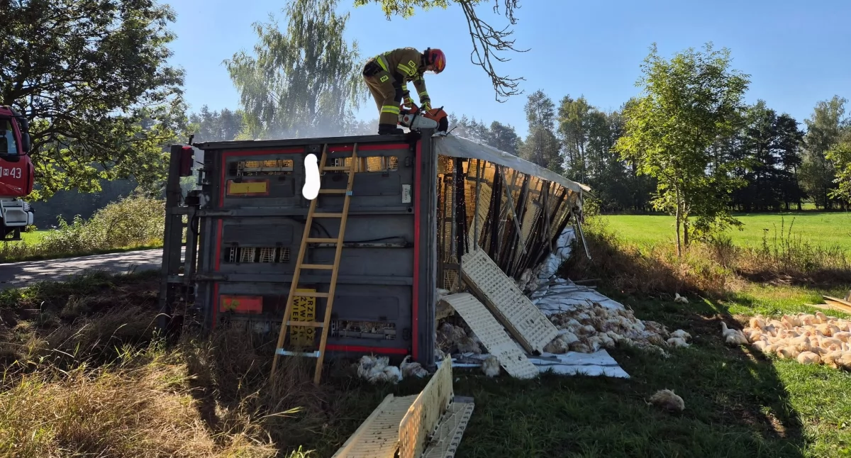 Groźny wypadek z udziałem ciężarówki z kurami. Zwierzęta padły, kierowca przeżył