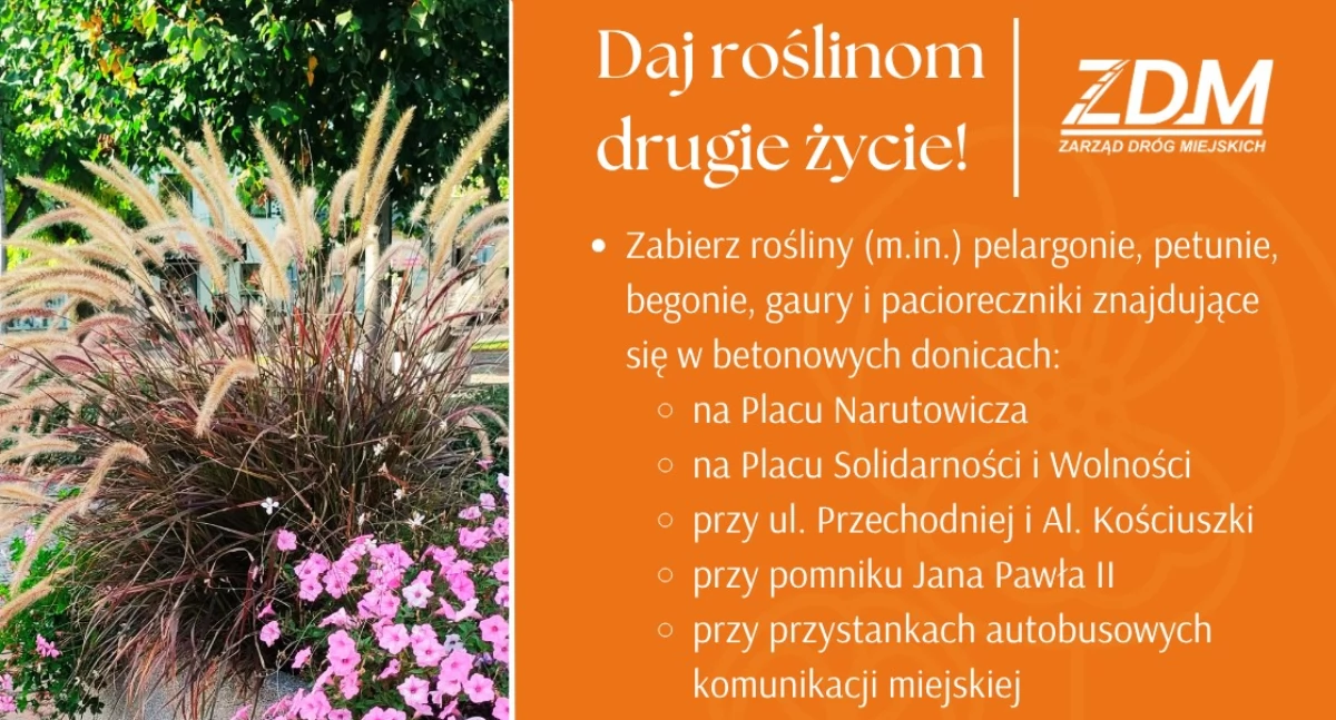 Łuków rozdaje kwiaty z miejskich kwietników. Weź je do swojego ogrodu!