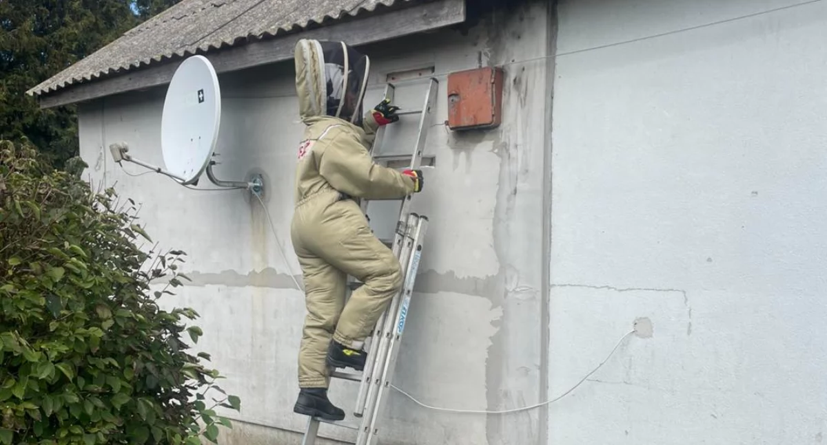 Strażacy z Wojcieszkowa ruszyli do Bystrzycy. Owady błonkoskrzydłe zaatakowały dom