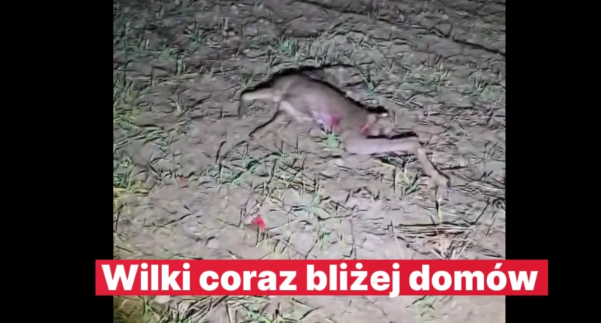 Wilki coraz bliżej domów: Zagryziona sarna w Siedliskach i obserwacje pod Łukowem budzą niepokój  (WIDEO)