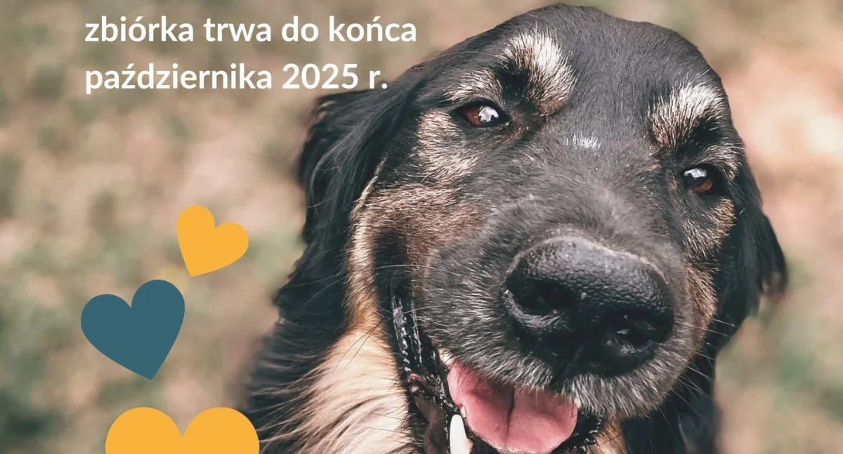 Pomagają czworonogom! Uczniowie z Radoryża Smolanego ruszyli ze zbiórką dla schroniska