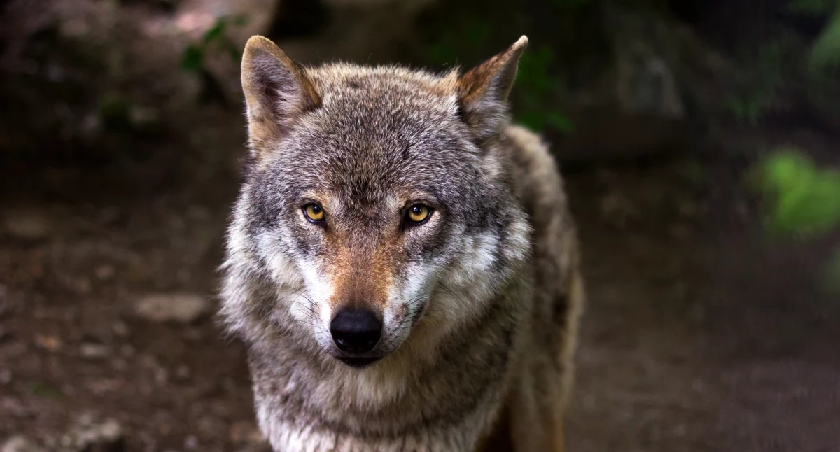 Wilki w okolicach Ryżek. Sołectwo apeluje o ostrożność na spacerach i w lesie