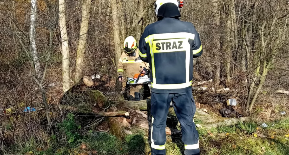 Szybka akcja OSP Kopina: Powalony konar zablokował drogę między Niedźwiadką a Wnętrzem