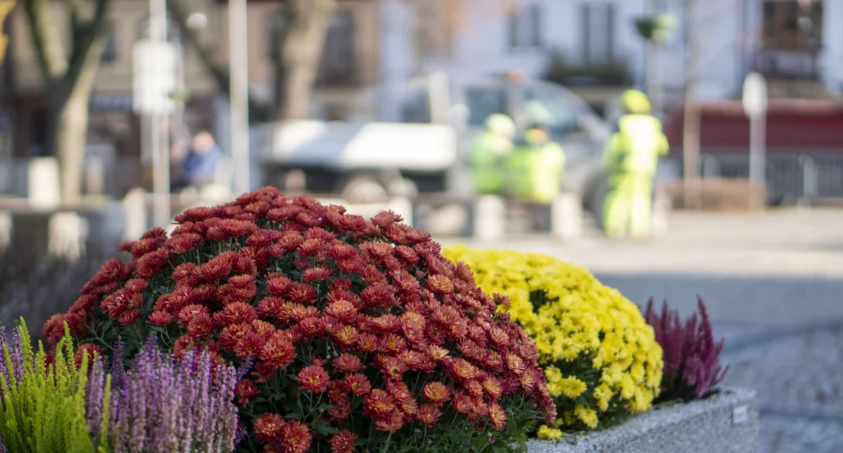 Łuków piękny Jesienią: Nowe rośliny ozdabiają Plac Solidarności i Wolności    