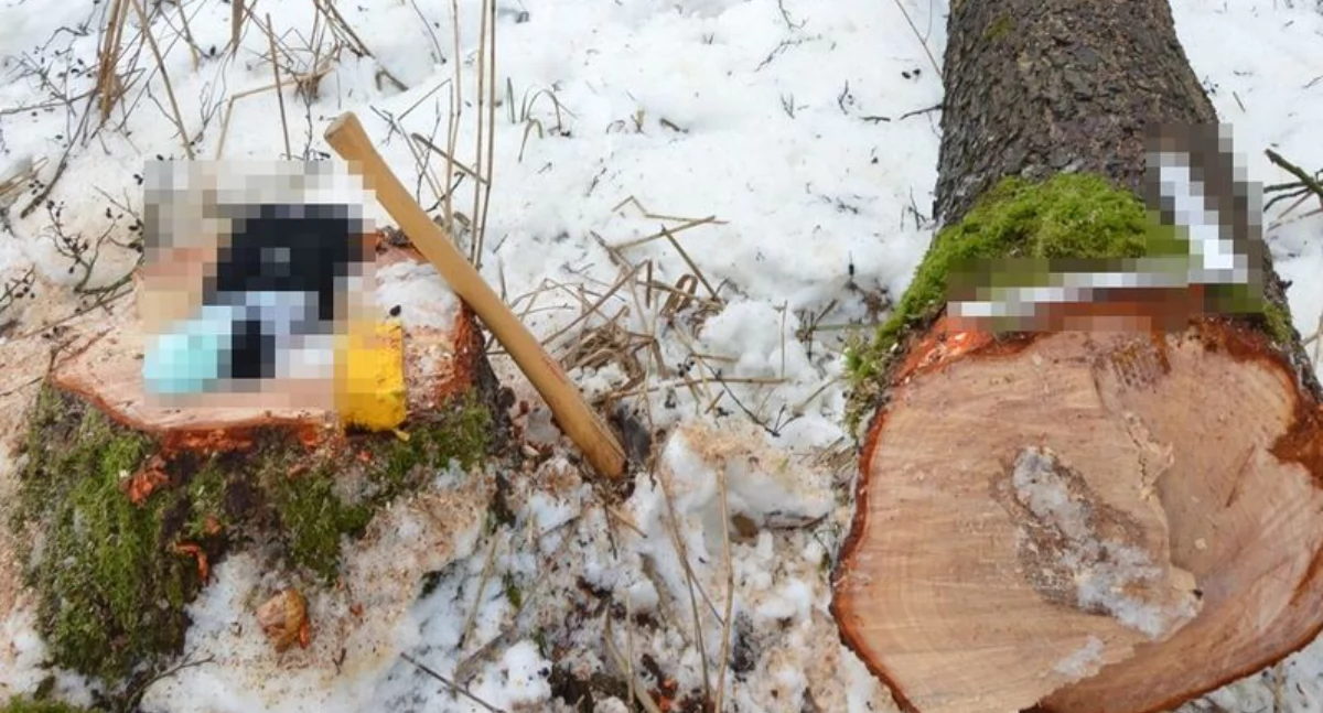 Dramat w lesie! Pomagał sąsiadowi i stracił życie