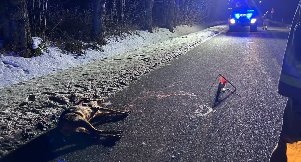 Wypadek w gminie Wojcieszków: Zwierzę wbiegło wprost pod koła. Służby w akcji