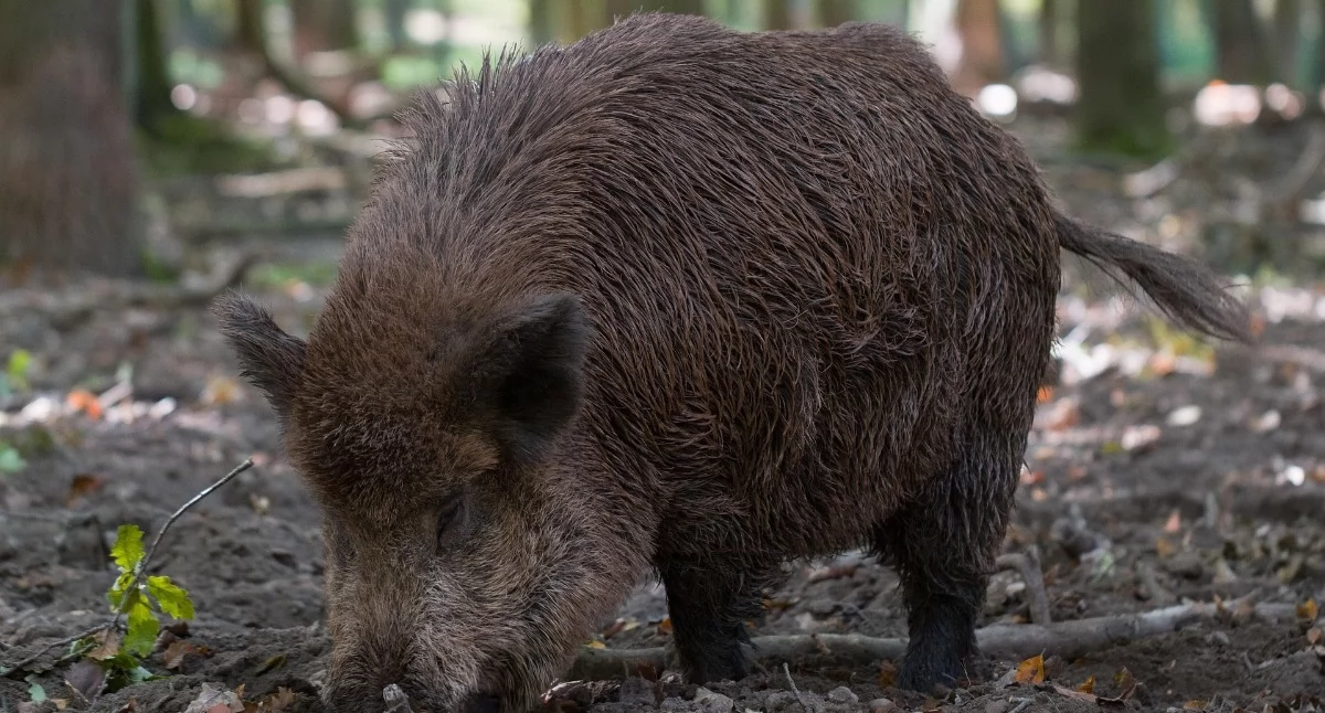Rekordowy odstrzał dzików w powiecie łukowskim. Weterynaria ujawnia dane