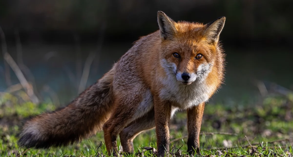 Trzy akcje szczepień w jeden rok? Weterynarze z Łukowa alarmują! 