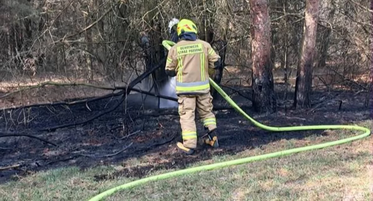 Pożar w Gołych Łazach. Błyskawiczna akcja jednostek OSP uratowała las
