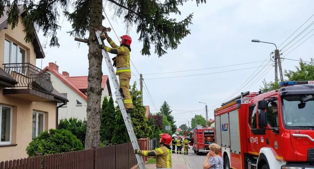 Strażacy z Łukowa uratowali kota na Poważu. 5 metrów nad ziemią 